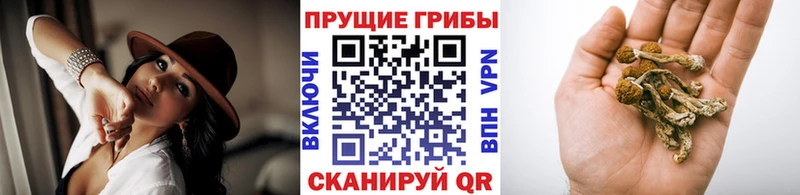 что такое наркотик  маркетплейс клад  Галлюциногенные грибы Magic Shrooms  Кузнецк  mega ссылки 